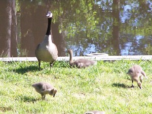 canada geese