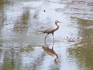 great blue heron
