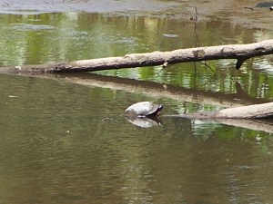 turtle