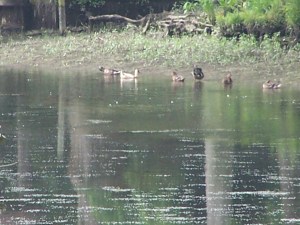 Mallards and ?