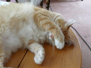 Even Zip was embarassed.