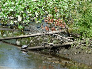 a good day for turtles