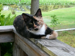 Don't believe anything she says