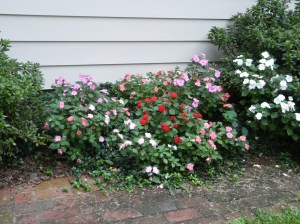 082809 018 082809 018