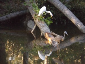 herons 007