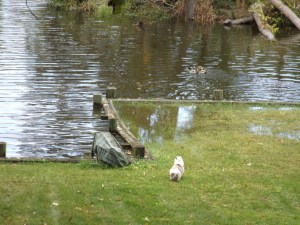 baby and high tide 016