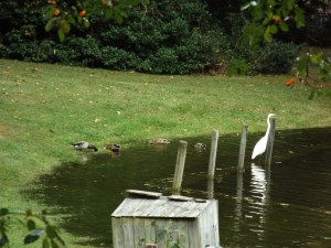 baby and high tide 027